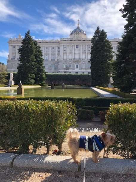 Yorkie Dog at Sabatini Gardens in Royal Palace Madrid