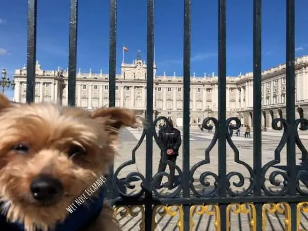 Yorkie Dog at Royal Palace in Madrid