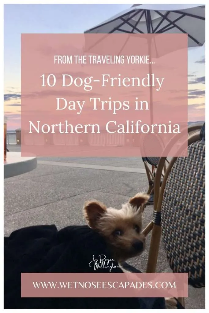 10 Dog-Friendly Day Trips in Northern California