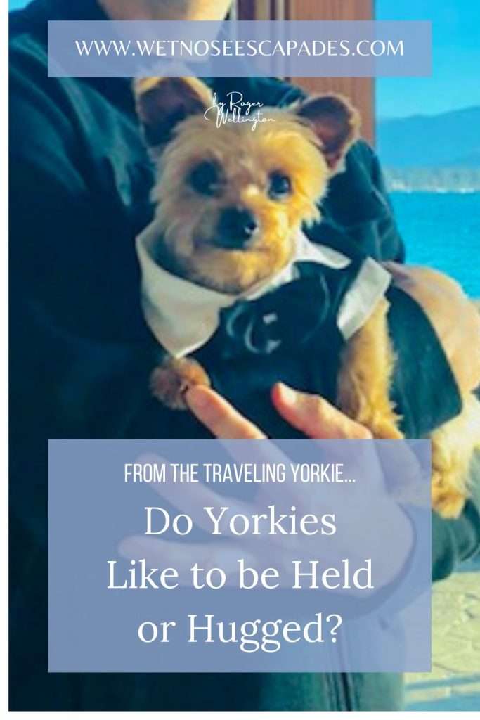 Do Yorkies like to be held or hugged?