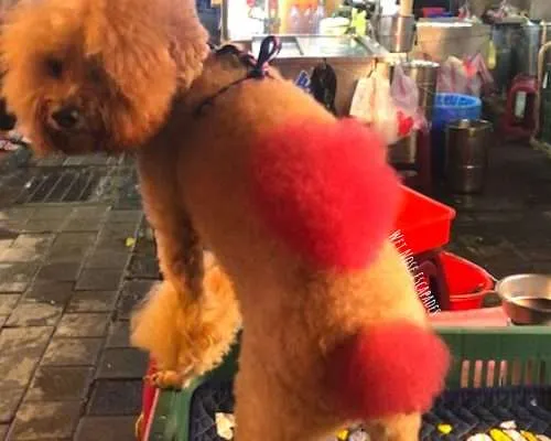 Why You Should NOT Dye Your Dog's Hair