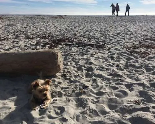 Yorkie dog at dog friendly carmel beach