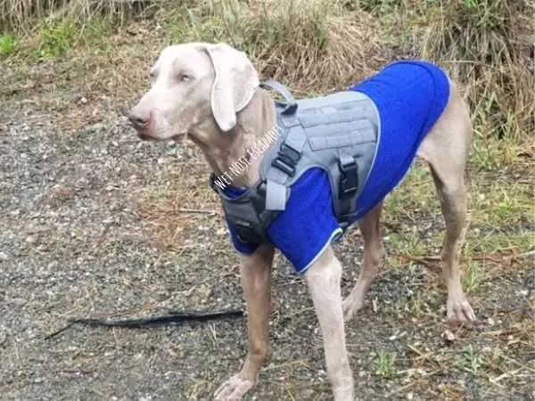 Weimaraner dog hiking in dog-friendly Marin County