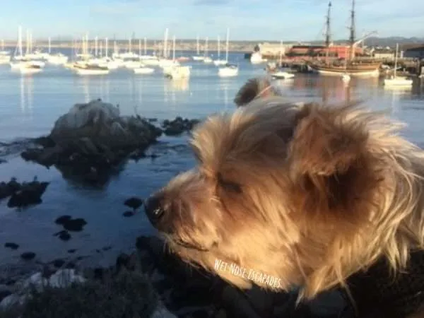 Yorkie Dog in Monterey California: 10 Dog-Friendly Day Trips in Northern California