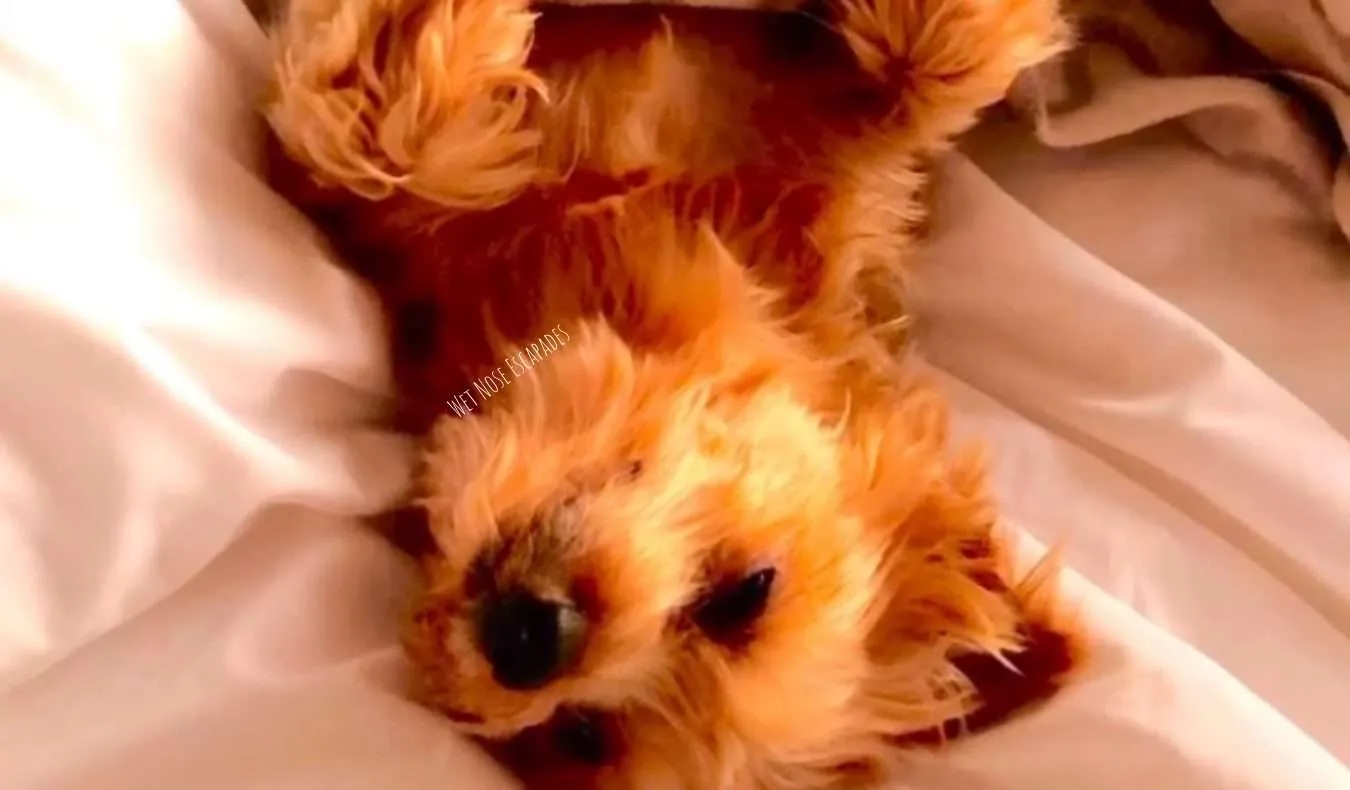 Yorkie Dog sleeping, relaxed - don't hug or hold a Yorkie