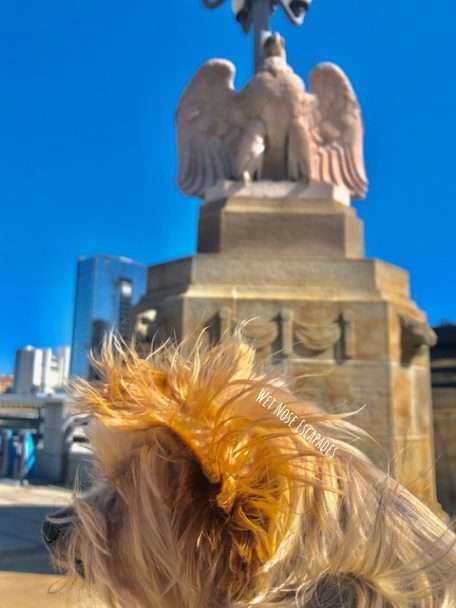 Yorkie Dog travels to Philadelphia, takes pictures in city center