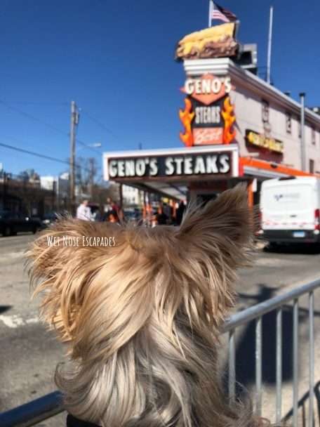 Yorkie dog at Geno's in Philly