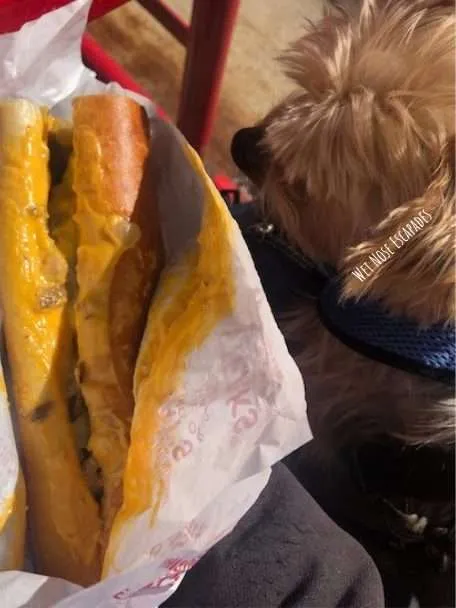 Yorkie dog with philly cheesesteak