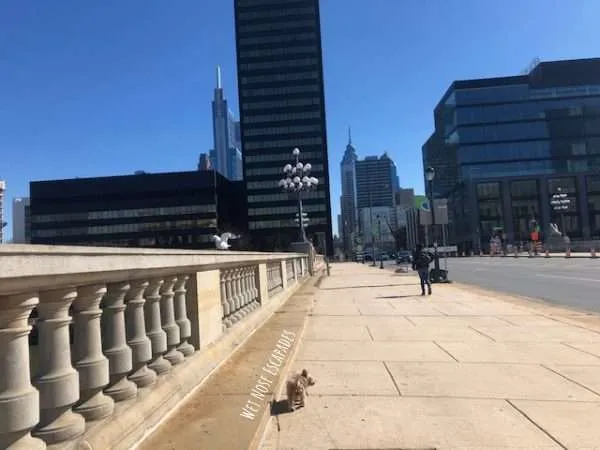 Yorkie Dog visits dog-friendly Philadelphia