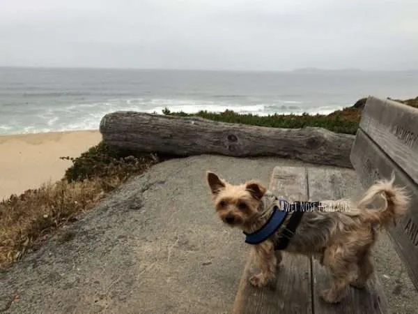 yorkie dog in half moon bay state beach