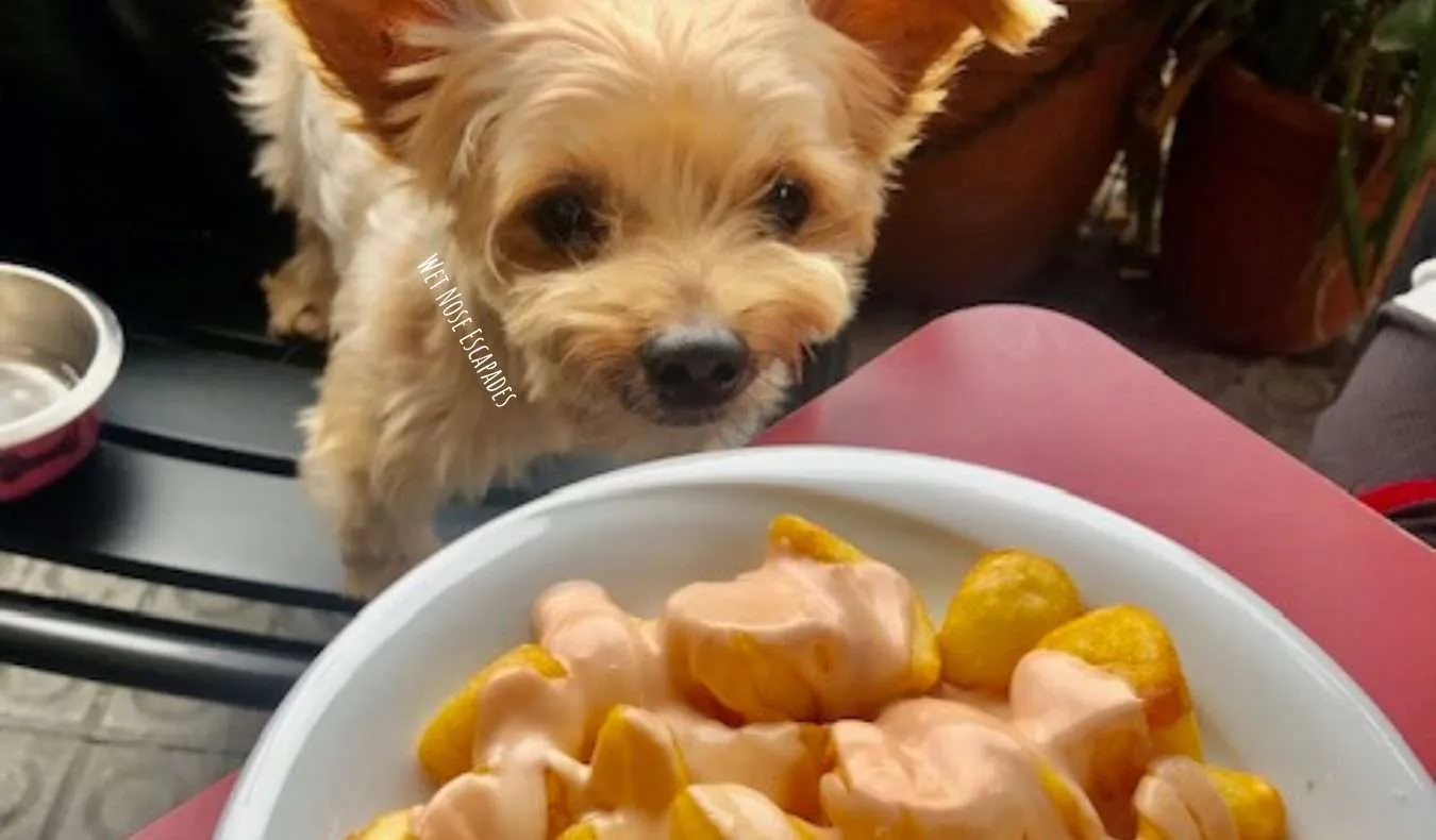 Yorkie Dog travels to Barcelona Spain, eats tapas