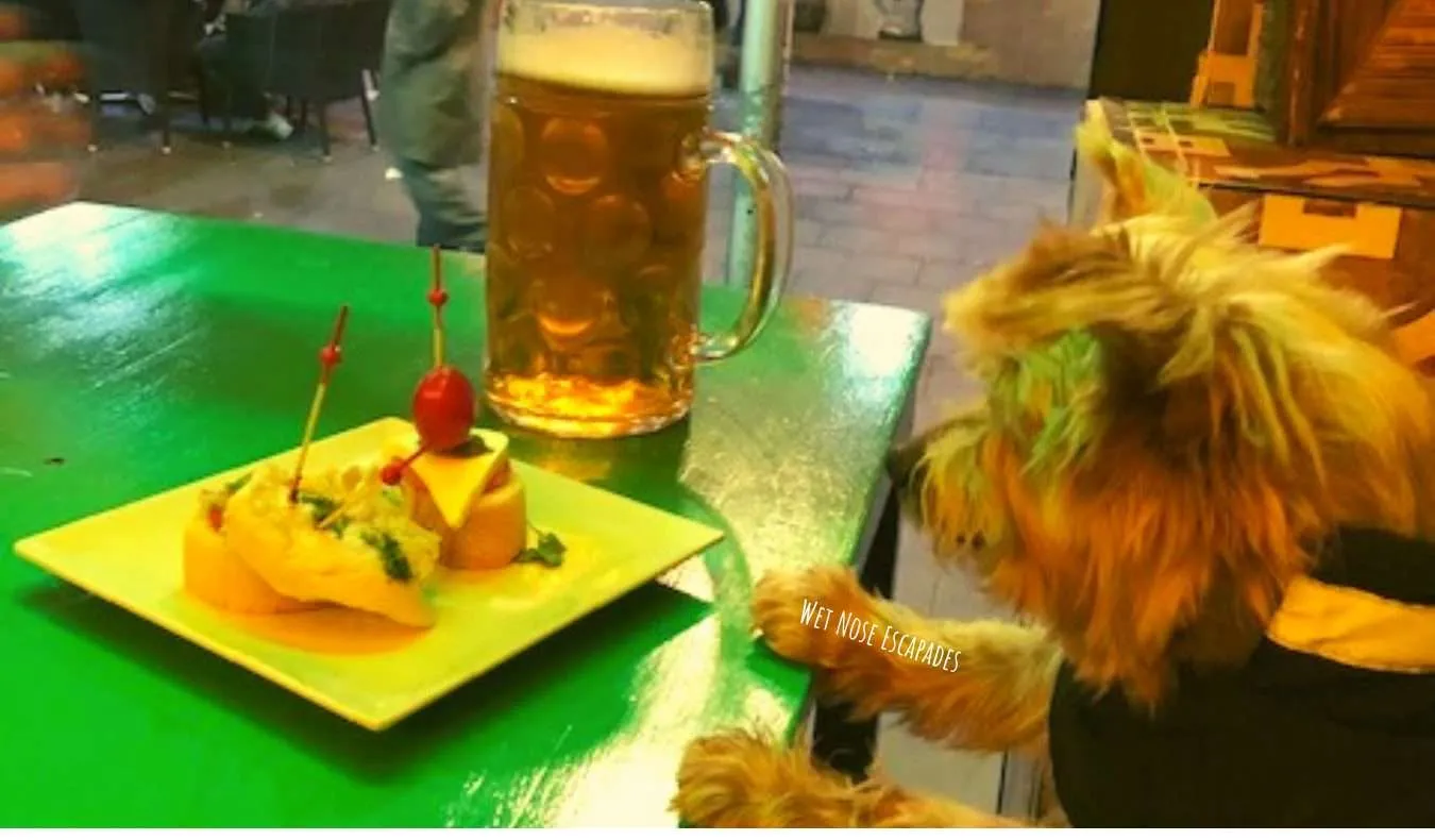 Yorkie dog at Pintxos bar in Barcelona