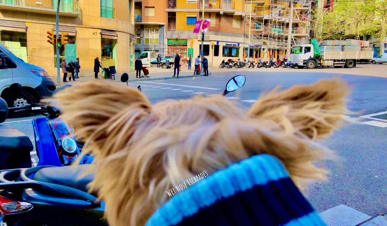 Yorkie Dog in dog-friendly Barcelona