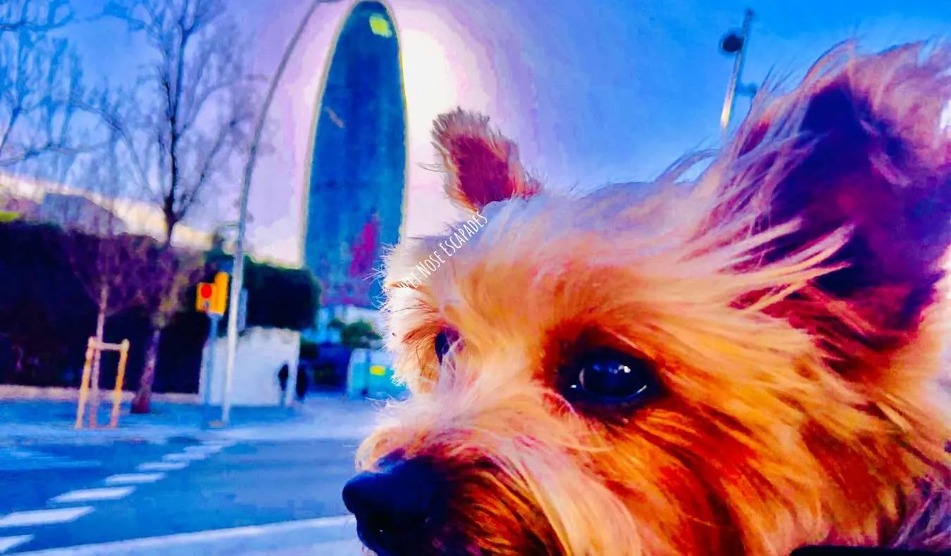 Yorkie dog at Torre Glories and Parc del Clot in Barcelona