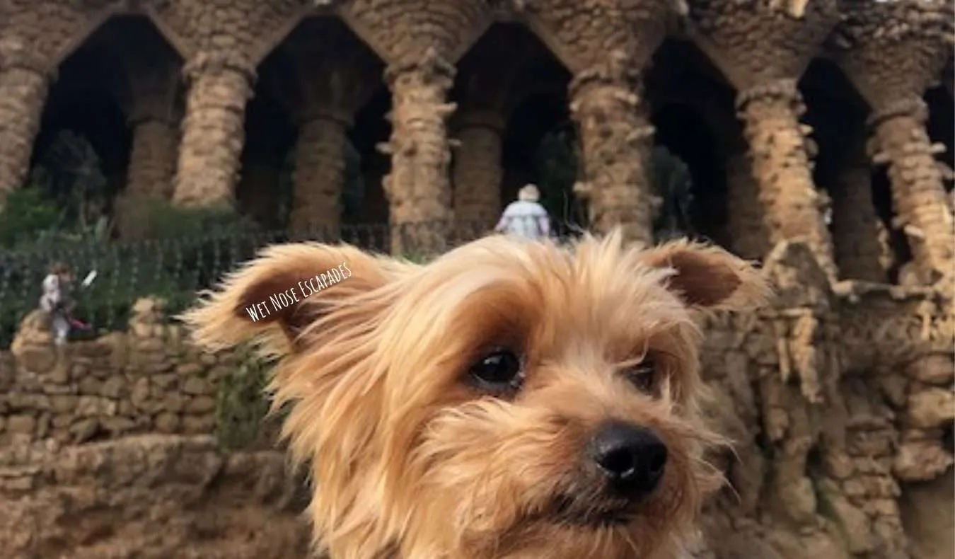 Yorkie Dog at Parc Guell in Barcelona