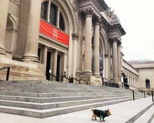 Yorkie Dog at The Met in NYC