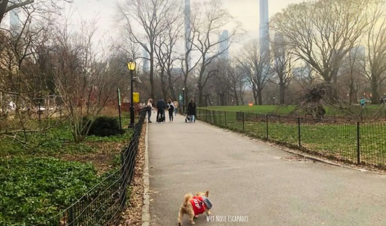 Yorkie dog at Central Park, Upper East Side