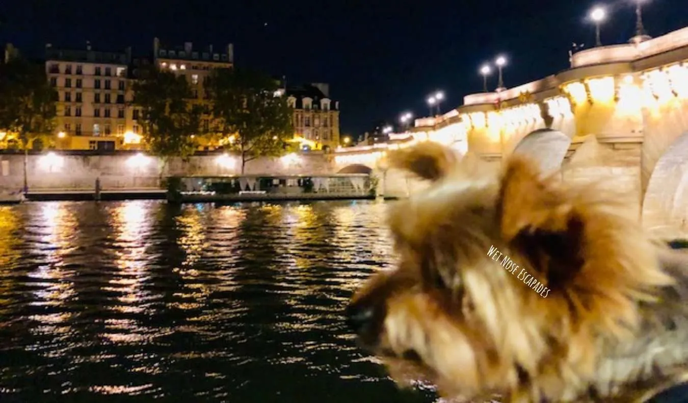 Traveling with a Dog to Paris, France: Step by Step Guide + Costs Breakdown