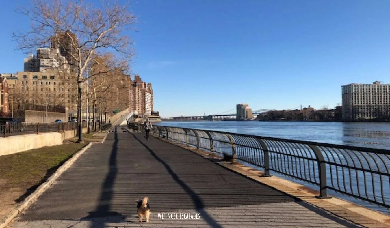 Yorkie dog East River Walk on the Upper East Side