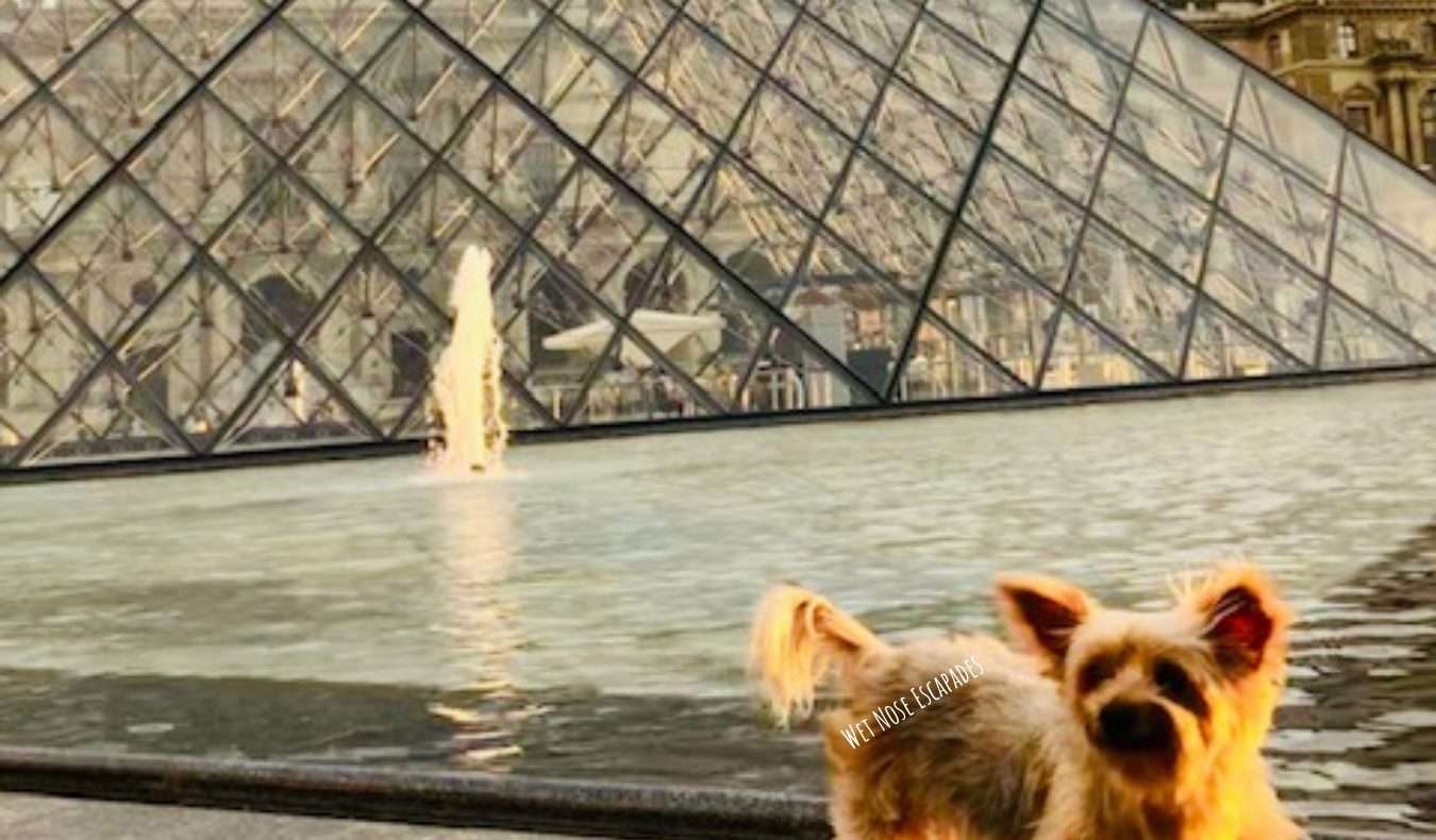 can dogs travel on paris metro