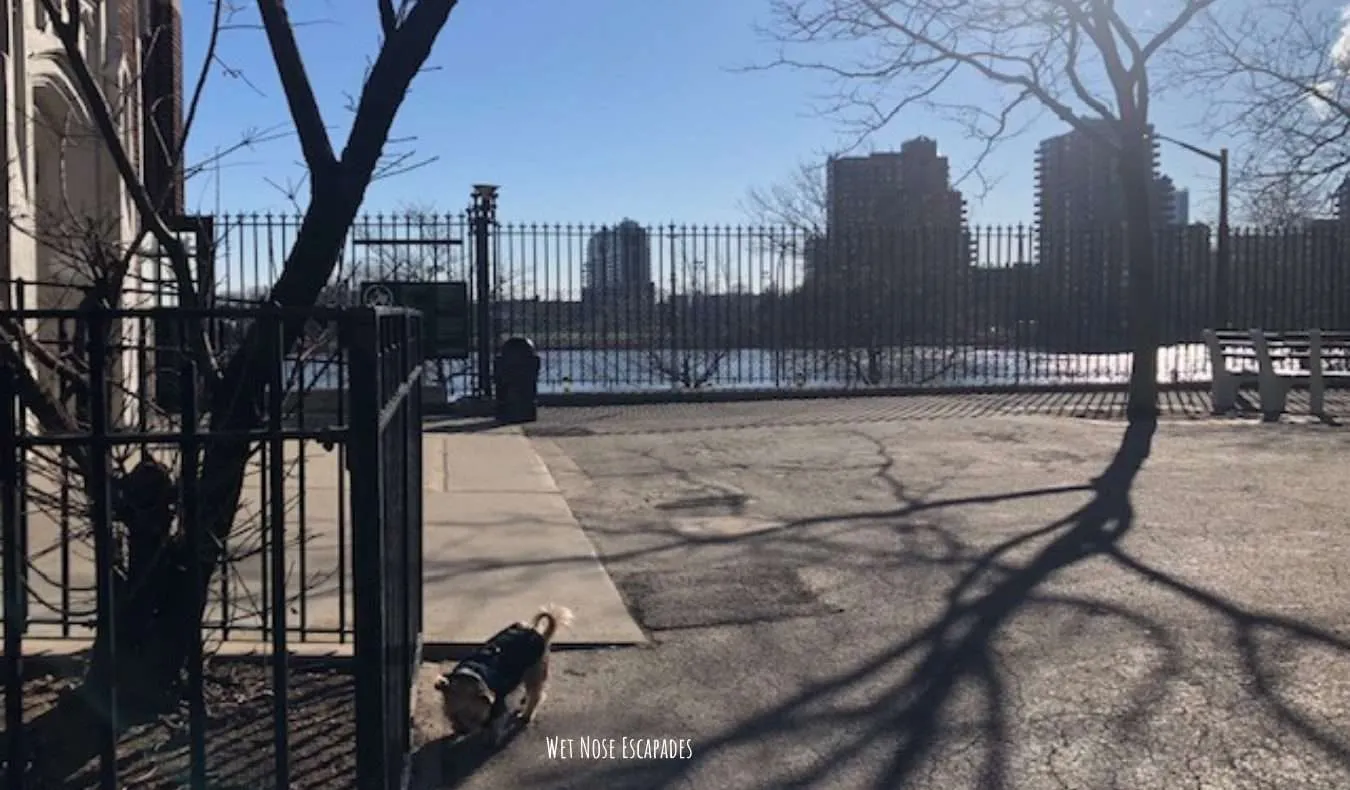 Yorkie dog at John Jay Park, Upper East Side in NYC