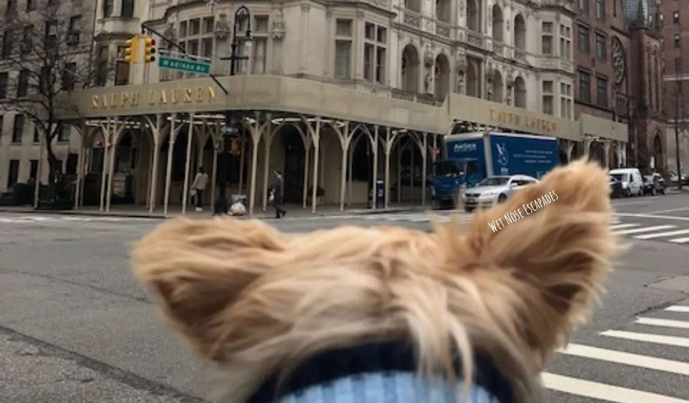 Yorkie dog on Madison Avenue, Upper East Side