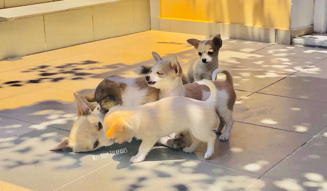 A litter of chihuahua puppies, why people should not breed dogs