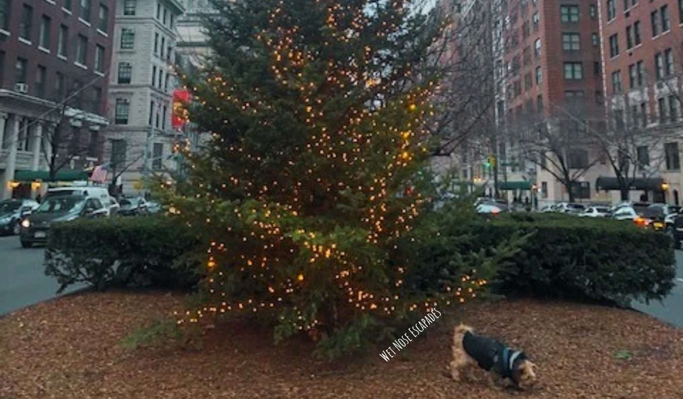 Yorkie Dog on Park Avenue, Upper East Side