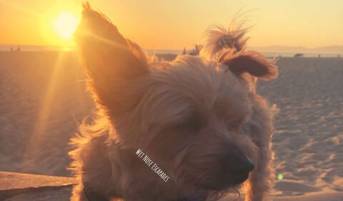 Yorkie dog watching the sunset at Hermosa Beach