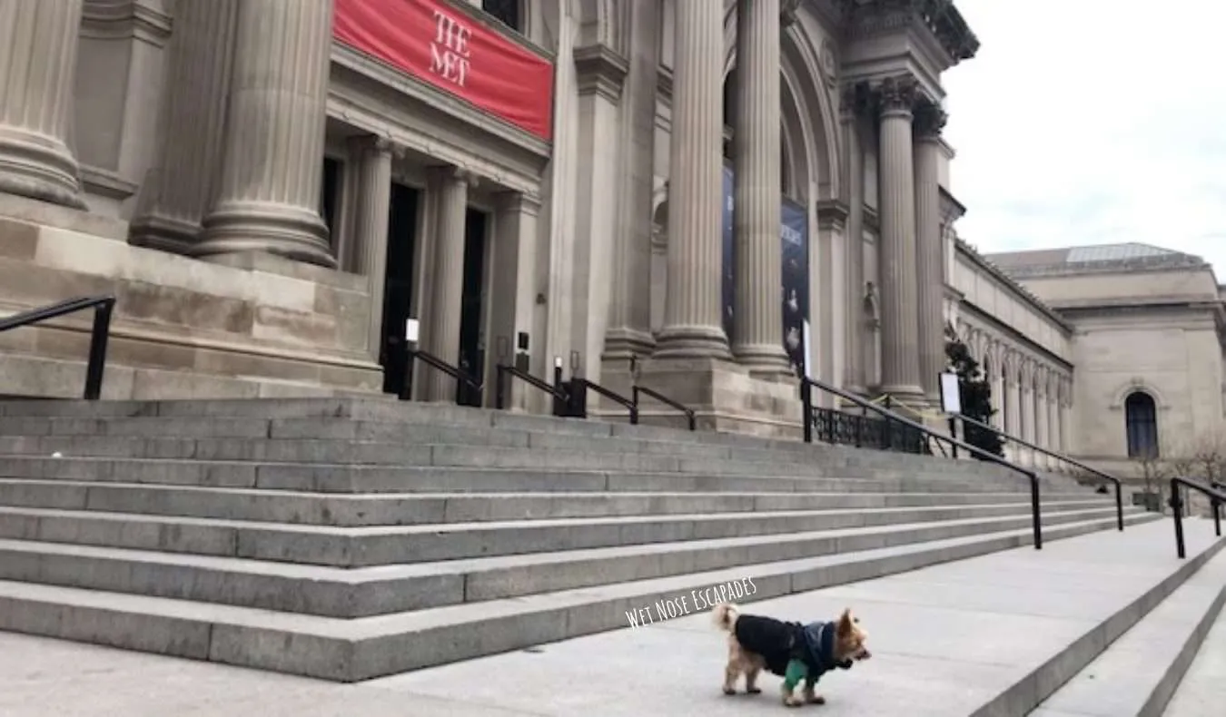 Yorkie Dog at The Met