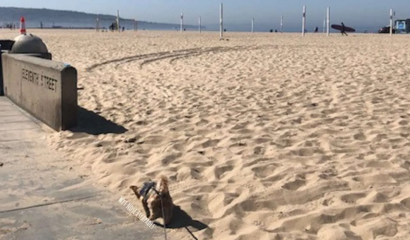dog friendly The STrand Hermosa Beach, CA
