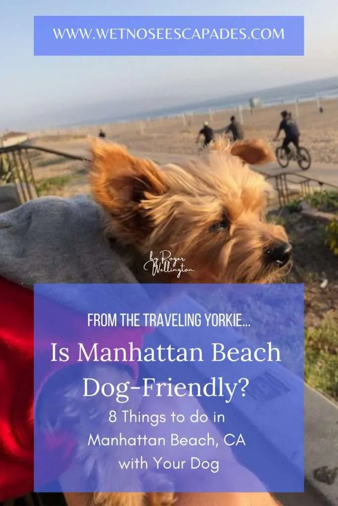 does manhattan beach allow dogs