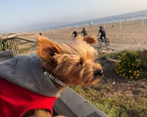 Yorkie dog at Manhattan Beach, CA