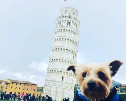 Yorkie Dog with the Leaning Tower of Pisa