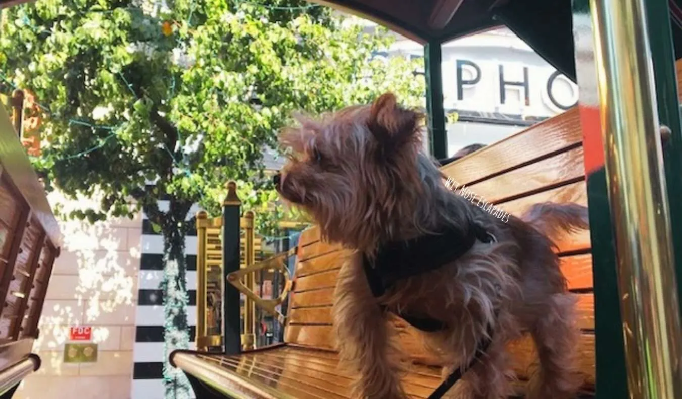 Yorkie Dog riding the trolley at The Grove