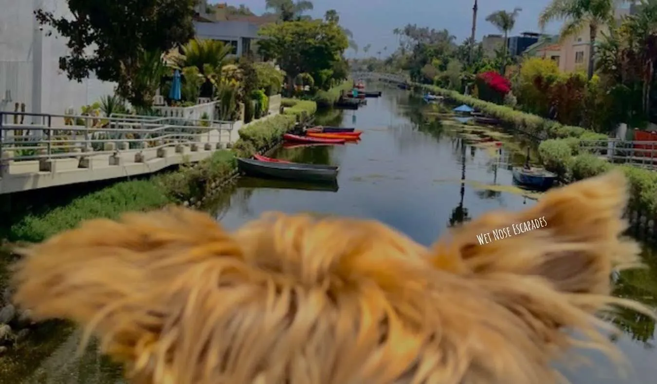 Yorkie Dog at the Canals in Venice, California - Dog-friendly Venice