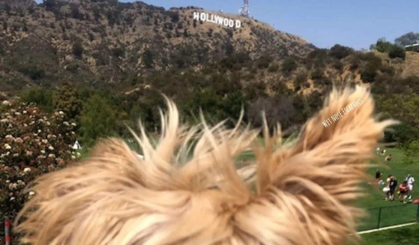 Dog-friendly hike to Hollywood Sign