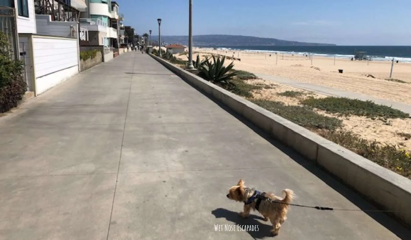 Yorkie Dog at The Strand, Manhattan Beach