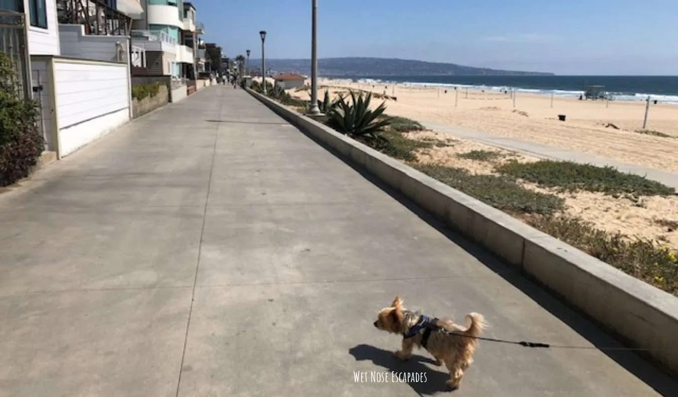 are dogs allowed on manhattan beach ca