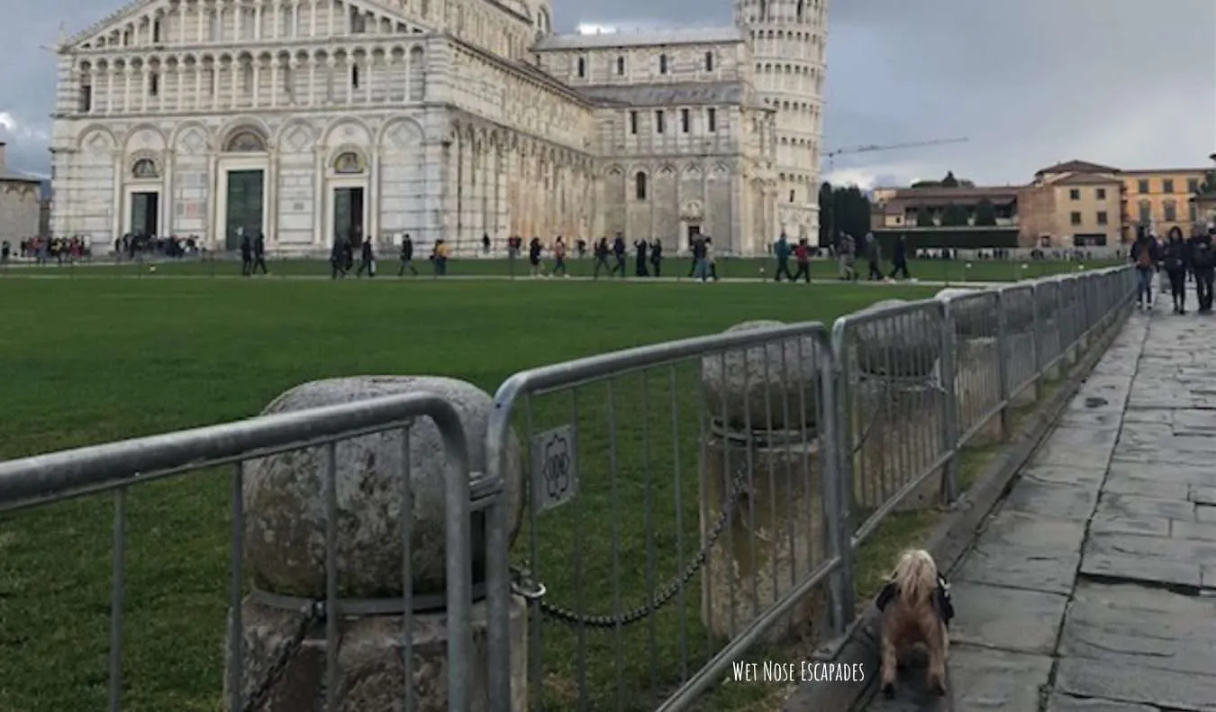Yorkie Dog at Leaning Tower at Pisa