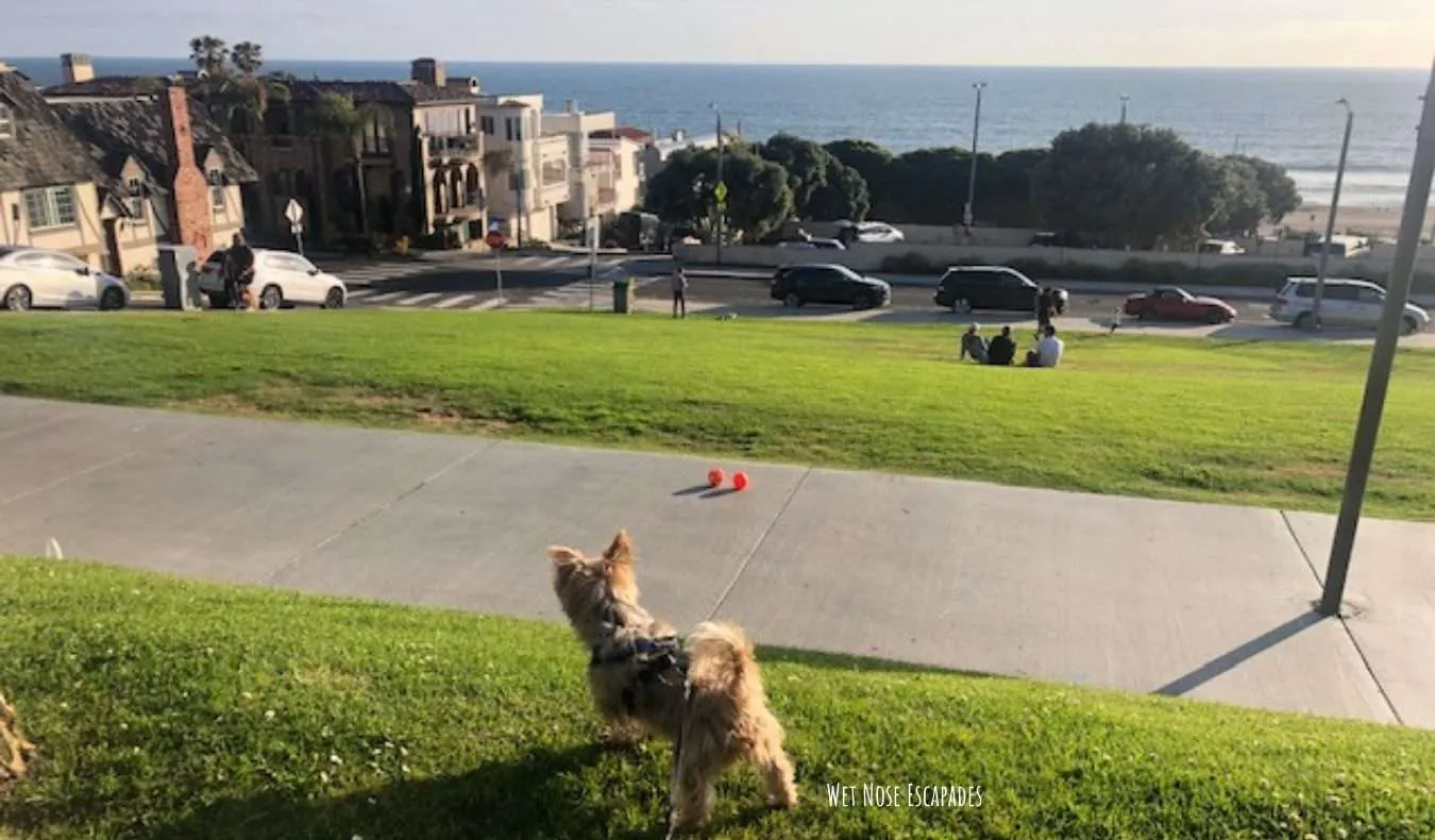 does manhattan beach allow dogs