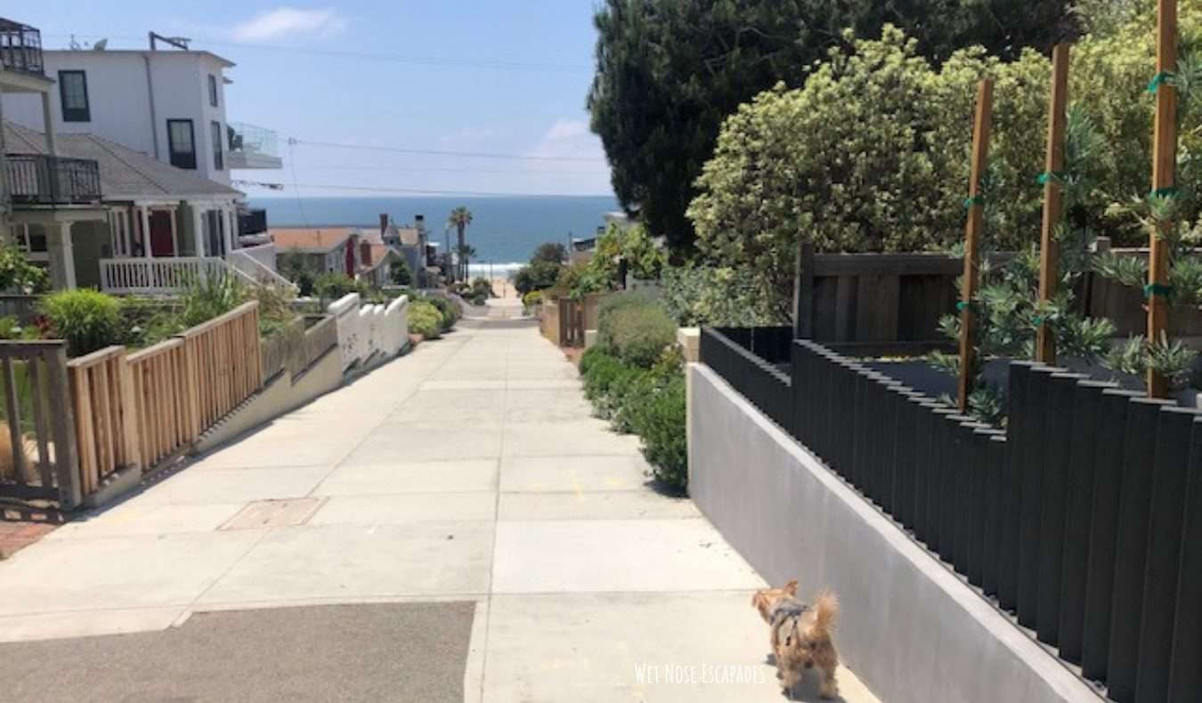 Yorkie Dog in Manhattan Beach, CA