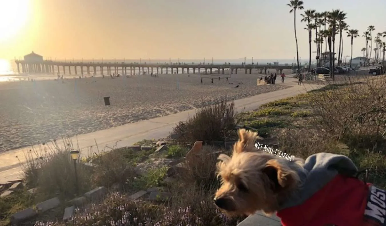 Yorkie Dog visiting dog-friendly Manhattan Beach, CA