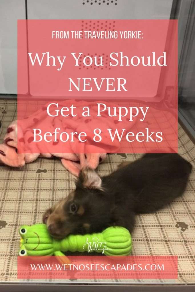 8 Reasons Why You Should Never Get a Puppy under 8 Weeks
