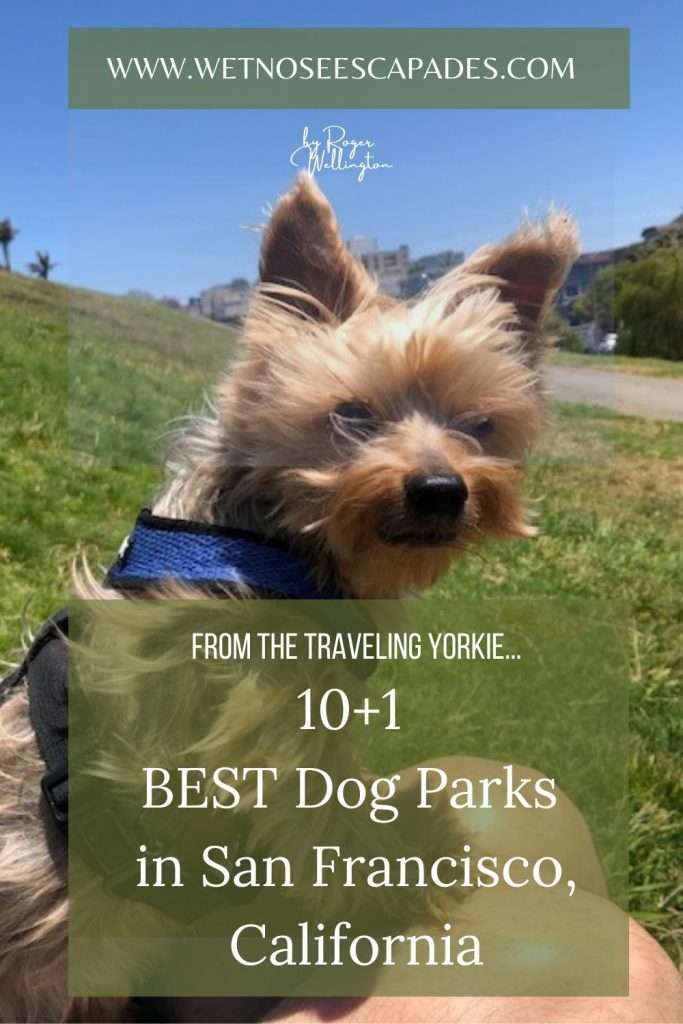 10+1 BEST Dog Parks in San Francisco, California