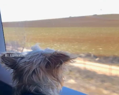 Yorkie Dog on Renfe train in Spain