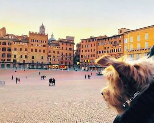 Day Trip to Siena, Italy with a Dog