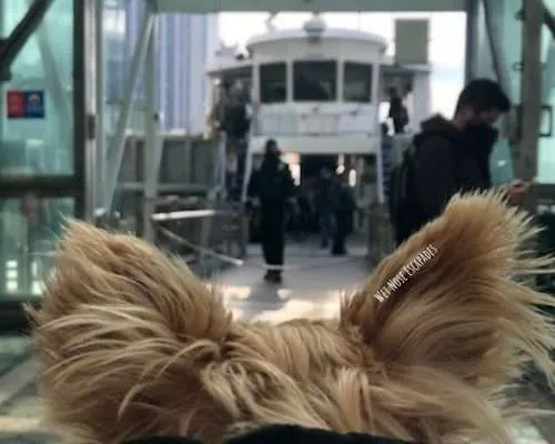Can Dogs go on the Ferry in NYC?