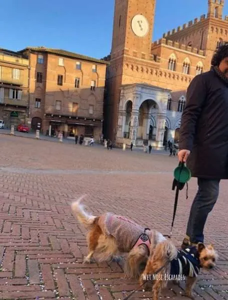 yorkie dog travels to Siena, Italy -Piazza del Campo