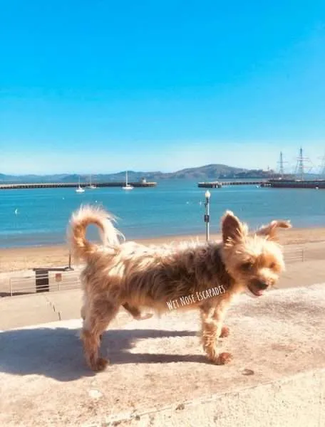 Yorkie Dog at Aquatic Park in San Francisco